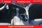 2024 Toyota Camry SE Blackout Edition Rear Camera Power Seat Rear Spoil